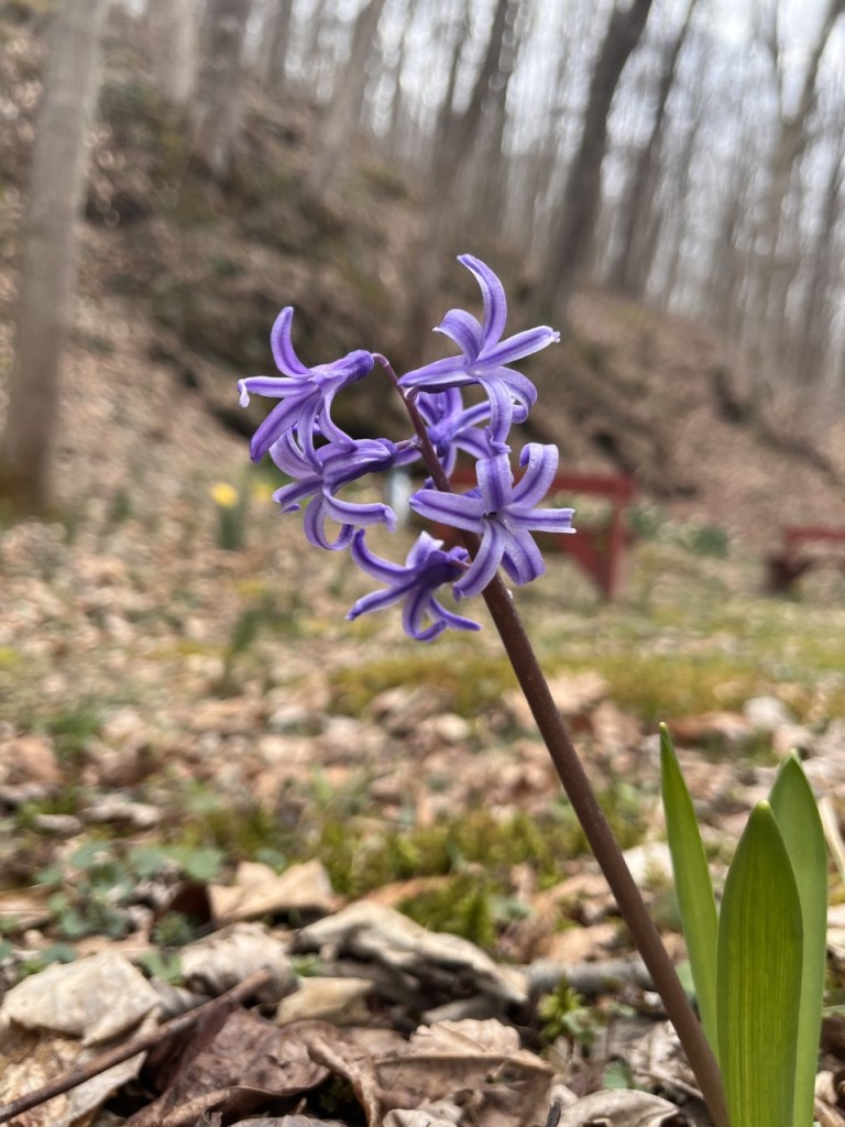 Purple flower in a small clearing, with blurred-trees in the background